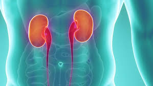 Renal disease can be divided into disease without failure of kidney function and kidney failure itself, which divides into chronic and acute forms. Chronic Kidney Disease And Its Natural Treatment Dr Rath Health Foundation