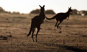 Canguro Australiano Curiosidades Donde Verlos Y Mucho Mas Buscando Un Trabajo Extranjero