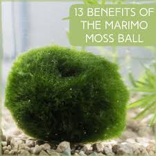 We did not find results for: 13 Benefits Of The Marimo Moss Ball Pethelpful