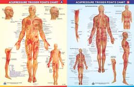 printable acupressure points chart auricular therapy chart