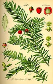 The Great Scottish Clans Featured Clans Taxus Baccata Botanical Illustration Vintage Botanical Illustration