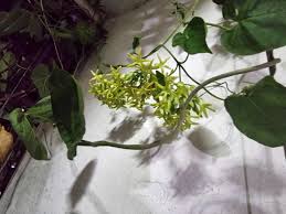 Image result for Telosma