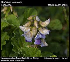 Image result for Crotalaria parvula