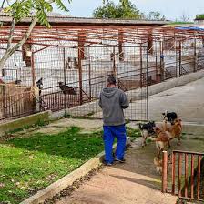 New london county, lebanon, ct id aii of the dogs we take in iive with us in our home untii they find their forever homes. Share Our Passion For Animal Welfare Helping At Our Dog Shelter In Pula Croatia