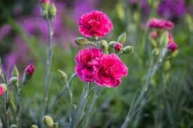 Check spelling or type a new query. 15 Different Types Of Carnations Dianthus Garden Lovers Club
