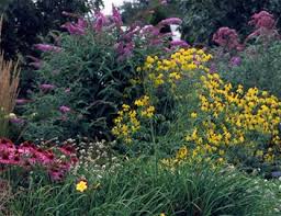 Other compact butterfly bush varieties would there are many other milkweed companions that work well together in butterfly gardens. Gardenatoz Design A Perennial Bed Garden A To Z