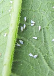 Image result for whitefly in cucumber