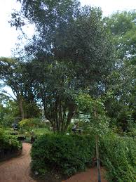 Image result for Vepris bachmannii