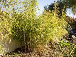 Epingle Sur Arbustes Du Jardin
