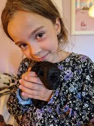 Vi väntar valpar från Angel och Spike i slutet på februari ♥