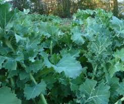 Check spelling or type a new query. Judy S Siberian Kale Seeds 175 Turtle Tree Seed Initiative