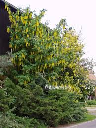 Image result for Laburnum anagyroides