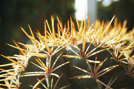 The cactus could then live without water for up to 12 weeks. Will Cactus Spines Regrow Fixing Broken Cactus Spines