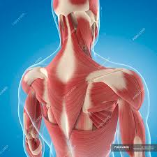Each of these 3 classes have distinct roles in support, movement and/or aiding in. Upper Back Musculature Muscle Groups Anatomy Stock Photo 160169344