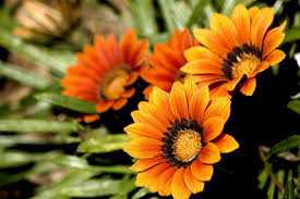 Resultado de imagen de flores lindas