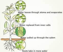 Plants lose water through tiny holes on the bottom of their leaves. Topic 9 1 Transport In The Xylem Of Plants Amazing World Of Science With Mr Green