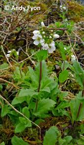 Image result for Arabis alpina