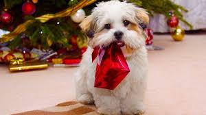 You can also upload and share your favorite pitbull dog wallpapers. Christmas Dog Wallpaper For Laptop Pets Lovers