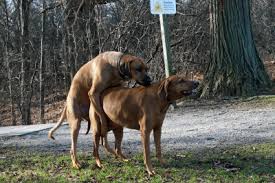 Bei einer kastration werden beim rüden beide hoden entfernt. Hundepaarung So Verhindern Sie Ungewollten Nachwuchs