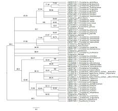Image result for Crotalaria barnabassii