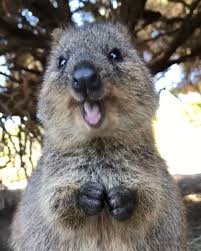 Say Hello To The Quokka Native To Areas Of Australia Are Relatively Small Weighing Approximately 2 To 5 Ki Cute Little Animals Baby Animals Cute Baby Animals