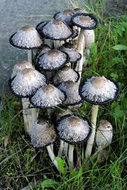 Image result for Coprinus lagopides