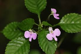 Image result for Impatiens hochstetteri