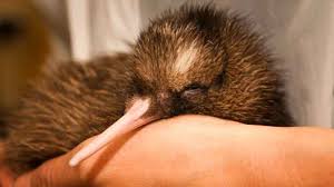 Franz Josef West Coast Wildlife Centre Vip Guided Backstage Pass Tour Epic Deals And Last Minute Discounts