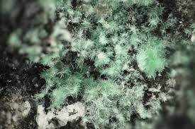 Vysokyite Geschieber Gang Einigkeit Svornost St Joachimsthal Jachymov Region Karlsbad Karlovarsky Kraj Tschechien Fov 3 Mm Photo Stephan Wolfsried