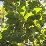 Image result for Anthocleista grandiflora