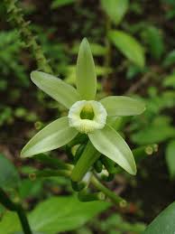 Plants in the genus are mostly native to central america (1). How To Care For The Vanilla Bean Orchid A Natural Curiosity