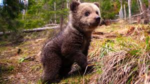 Din drumul de la brașov la zărnești, la câteva sute de metri înainte de a intra în zărnești, se desprinde un drum în dreapta. Orfelinatul De UrÈi Wwf Romania