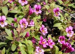 Image result for Mimulus