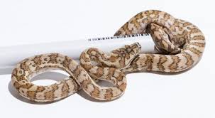 Photo by the snake ranch. Carpet Python Morphs Morelia Spilota Complex