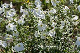 Image result for Petunia axillaris