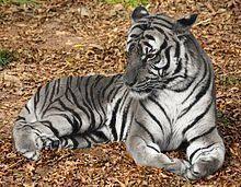 Maltese Tiger Wikipedia The Free Encyclopedia Maltese Tiger Animals Beautiful Tiger