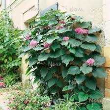 Image result for Clerodendrum abilioi