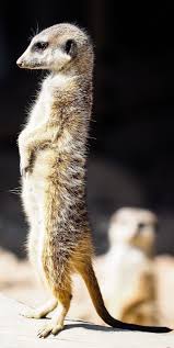 About Wild Animals Meerkat Standing At Attention In 2020 Meerkat Animals Wild National Geographic Animals