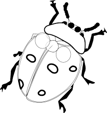 Black And White Ladybug Drawing Ladybug Ladybug Coloring Page Bug Coloring Pages Coloring Pages For Kids