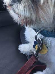 Check spelling or type a new query. Vista Pet Hospital 10 Photos 111 Reviews Veterinarians 8855 Sw Canyon Ln Portland Or United States Phone Number