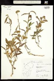Image result for Commelina triangulispatha