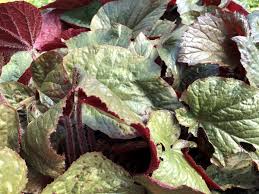 Image result for Begonia scutifolia