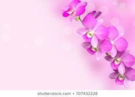 Beautiful Purple Orchid Flower On Soft Pink Background With Bokeh Copy Space Orchid Flower Orchids Flower Backgrounds