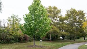 The wood, known as poorman's walnut, was widely used for. Cucumber Magnolia Purdue Fort Wayne