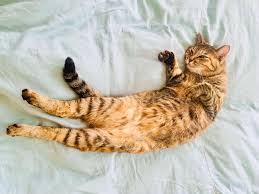 陰陽座 黒猫のねこまんまRADIO|陰陽座 黒猫のねこまんまRADIO 第23夜|AuDee（オーディー） | 音声コンテンツプラットフォーム