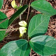 Image result for Macrotyloma africanum