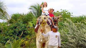 Comment below if you have something. Camel Safari Tour Cancun Adventure Tour