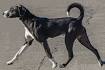 Mountain Cur - Wikipedia