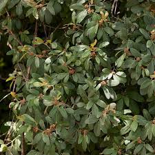 Image result for Rhoicissus