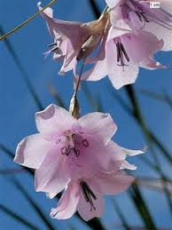 Image result for Gladiolus permeabilis